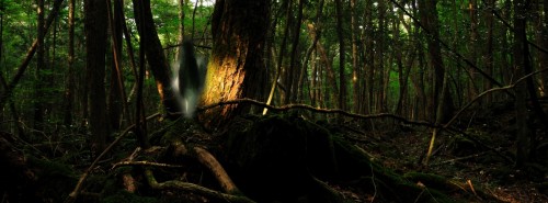 suicide forest in Japan is one of the creepiest places on earth.