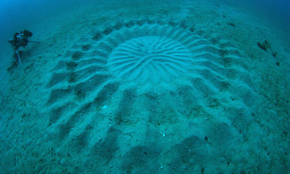 Mysterious underwater crop circle discovered