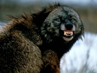 Were the legendary wolves of Paris werewolves?