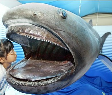megamouth shark