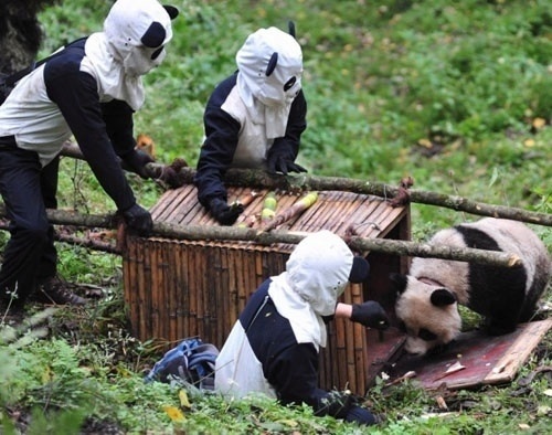 panda zoo