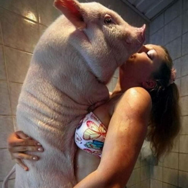 pig in shower