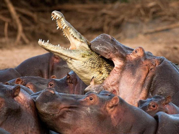 hippo eats crocodile 