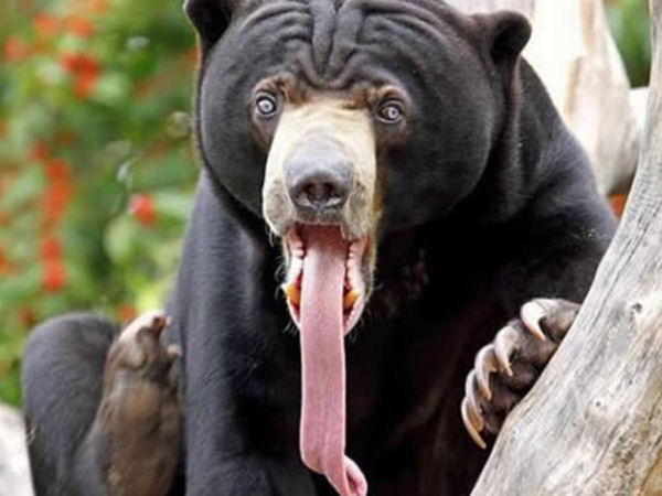 wtf bear