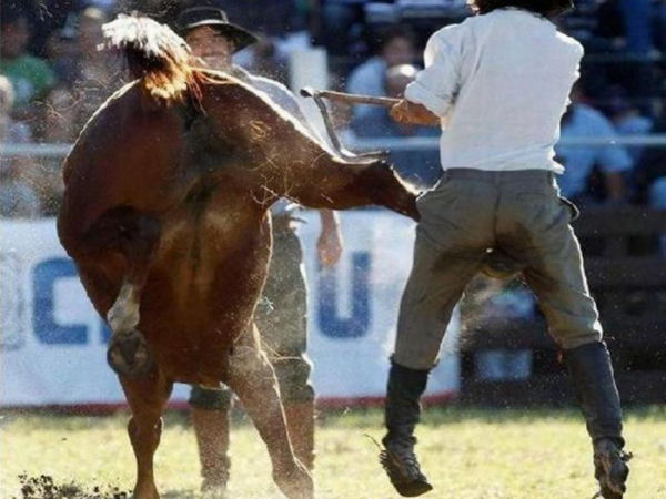 horse kicks balls
