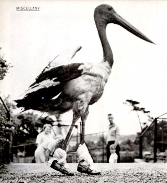 weird pictures 006