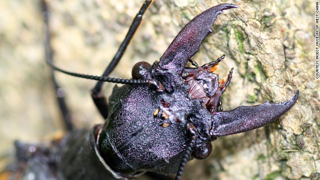 worlds largest insect 3-5