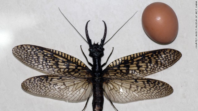 With a wingspan of 8.27 inches, they are large enough to cover the face of a human adult.